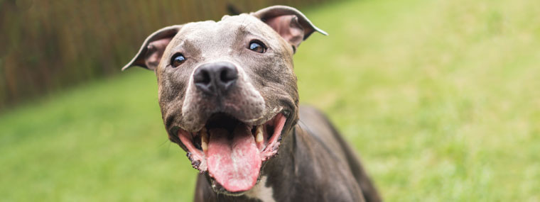 Florida Lifts Pit Bull Ban - A New Era for Pet Owners - Siegfried Rivera